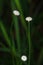 Melampodium leucanthum in nature has small white flowers