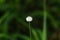 Melampodium leucanthum in nature has small white flowers