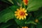 Melampodium Paludosum or Gold Medallion Flower or Star Daisy \\\'Showstar