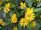 Melampodium yellow ornamental plants that are in bloom