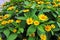 Melampodium yellow ornamental plants that are in bloom