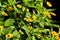 Melampodium yellow ornamental plants that are in bloom