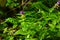Melampyrum flower, Melampyrum nemorosum. Bumblebee on flower. Concept of seasons, ecology, natural green pharmacy