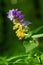 Melampyrum flower, Melampyrum nemorosum. Bumblebee on flower. Concept of seasons, ecology, natural green pharmacy