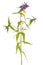 Melampyrum nemorosum flower