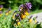 Melampyrum nemorosum flower, halfparasitic medicinal plant inflorescence, Europe, Poland