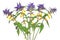 Melampyrum nemorosum flowers isolated