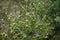 Melampyrum nemorosum is an herbaceous flowering plant in the broomrape family.
