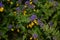 Melampyrum nemorosum is an herbaceous flowering plant in the family Orobanchaceae