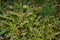 Melampyrum nemorosum is an herbaceous flowering plant in the family Orobanchaceae