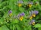 Melampyrum polonicum blooms in the forest