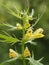 Melampyrum pratense