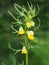 Melampyrum pratense