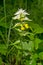 Melampyrum pratense