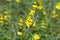 Melampyrum pratense, common cow-wheat yellow flowers closeup