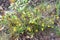 Melampyrum pratense, common cow-wheat yellow flowers closeup