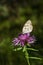 Melanargia Butterfly in Purple Flower