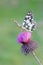 Melanargia butterfly on thistle flower in green background