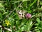 Melanargia galathea butterfly.