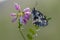 Melanargia galathea butterfly on a pink flower