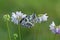 Melanargia galathea butterfly sits among a floral clover awaits dawn