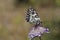 Melanargia galathea, Marbled White butterfly