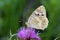 Melanargia larissa , the Balkan marbled white butterfly