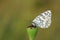Melanargia russiae , The Esper`s marbled white butterfly