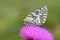 Melanargia russiae , The Esper`s marbled white butterfly , butterflies of Iran