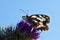 Melanargia teneates butterfly , butterflies of Iran