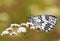 Melanargia teneates meda , butterfly closeup on flower