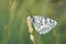 Melanargia transcaspica butterfly , butterflies of Iran
