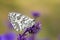 Melanargia transcaspica butterfly on flower