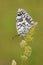 Melanargia transcaspica marbled white butterfly