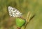 Melanargia transcaspica marbled white butterfly