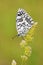 Melanargia transcaspica marbled white butterfly