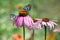 Melanargy Galatea butterflies on echinacea flowers in the garden