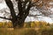 Melancholic autumn landscape. Fragment of almost leafless old oak tree on the fading field in a cloudy evening.