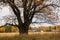 Melancholic autumn landscape. Fragment of almost leafless old oak tree on the fading field in a cloudy evening.