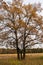 Melancholic autumn landscape. Almost leafless lonely tree on the fading field in the cloudy evening.