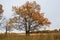 Melancholic autumn landscape. Almost leafless lonely tree on the fading field in the cloudy evening.