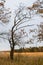 Melancholic autumn landscape. Almost leafless young crooked tree on the fading field in a cloudy evening.