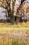 Melancholic autumn landscape. Yellowing herbs and lonely leafless old oak tree in a cloudy evening.