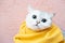 Melancholic, beautiful cat in yellow knitted scarf thoughtful look on a pink background. Ready for the cold winter.