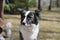 melancholic black-and-white Border Collie dog Sits thoughtfully outdoor