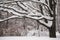 Melancholic image of tall branchy tree under abundant snow cover on a pensive tranquil day.