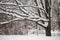 Melancholic image of tall branchy tree under abundant snow cover on a pensive tranquil day.