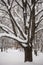 Melancholic image of tall branchy tree under abundant snow cover on a pensive tranquil day.