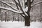 Melancholic image of tall branchy tree under abundant snow cover on a pensive tranquil day.
