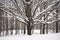 Melancholic image of tall branchy tree under snow cover on a pensive tranquil day..